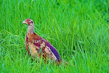 Juvenile Pheasant at RSPB Old Moor, Barnsley, South Yorkshire