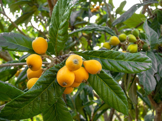 Group of Nisperos Eriobotrya japonica growing on the tree