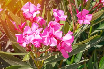 Lovely blooming bright pink oleander flowers with green leaves.Prolific large Pink Oleander shrub outdoor sumptuous shrub produces loads of fragrant pink flowers contrasting with green leaves.