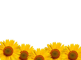 Floral frame of yellow sunflowers on a white background.