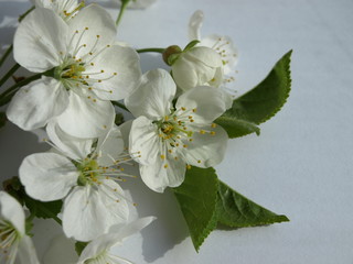 Spring, flowering fruit trees delicate white flowers.