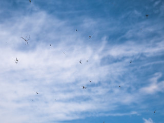 Insects trapped in spider web with a cloudy blue sky in the background