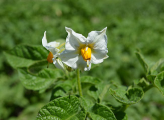 White flowers of a potato plant on green background.