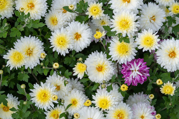 Yellow and white chrysanthemums. Autumn background.