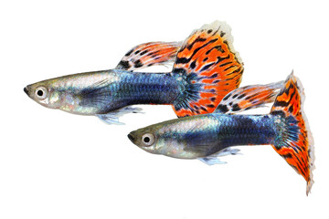Guppy fish aquarium fish Poecilia reticulata colorful rainbow tropical 