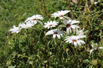 daisies in the grass