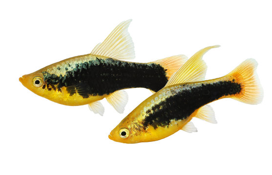 Hi Fin tuxedo Platy platy male Xiphophorus maculatus tropical aquarium fish 