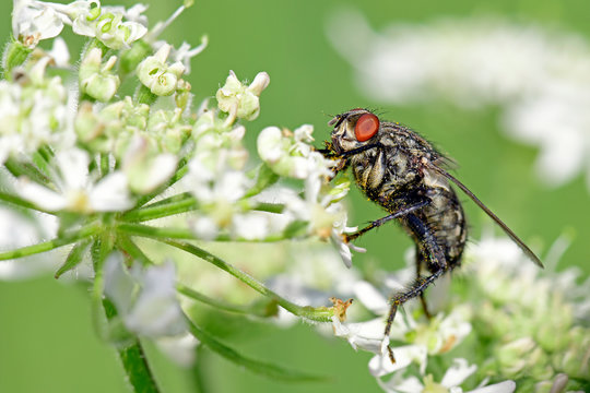 Graue Fleischfliege (Sarcophaga carnaria) auf einer Blüte - common flesh fly