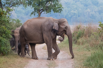 Big Tusker family at Jim Corbett National Park