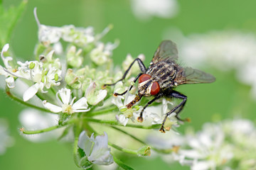 Graue Fleischfliege (Sarcophaga carnaria) auf einer Blüte - common flesh fly