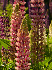 lupin flowers in the sun