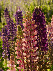 lupin flowers in the sun