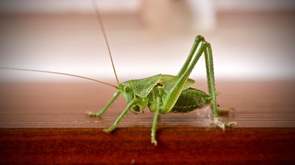praying mantis on green background