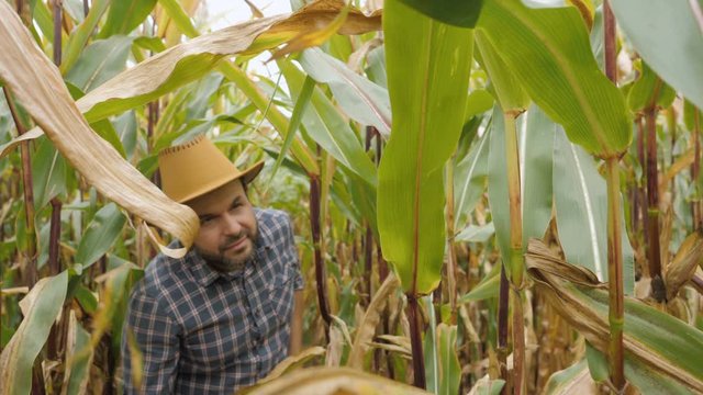 Man Walking Through Cornfield Thicket. Organic Farmer Looking At Sweetcorn In Field. Farmer Inspecting Years maize or Sweet Corn Harvest. Organic Ferma.