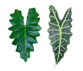 Two diffenent green heart shaped leaves tropical plant isolated on white background, clipping path