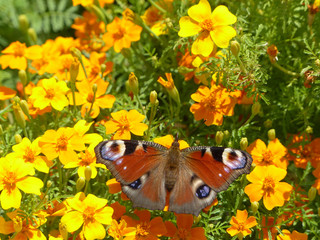 butterfly peacock eye on flowers