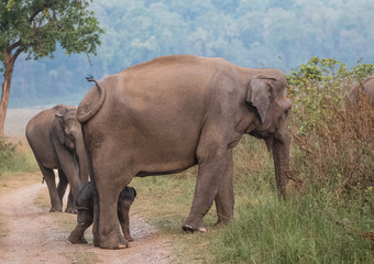 Fototapeta premium Big Tusker family at Jim Corbett National Park