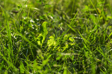 Close up of fresh thick grass with water drops in the early morning © Анастасия Коломиец
