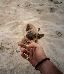 Puppy biting man's hand at a beach. Hand with some rings