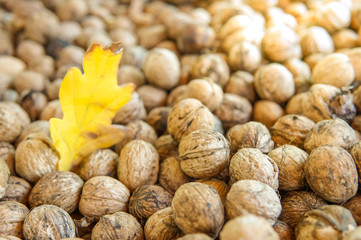 Natural walnut background pattern texture. Abstract walnuts heap pattern background with autumn yellow oak leaf