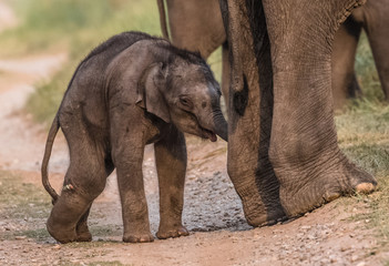 Fototapeta premium Rodzina Big Tusker w Parku Narodowym Jima Corbetta