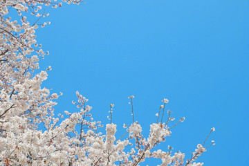 空と桜の風景