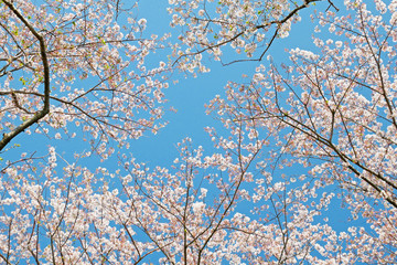 空と桜の風景