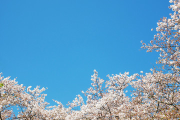 空と桜の風景
