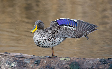 A Yellow Billed Duck, showing its magnificent colours.