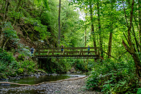 wooden bridge in the forest national park eifel germany