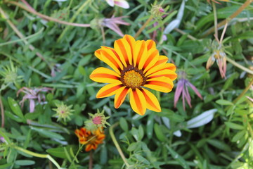 yellow flower in the garden