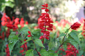 red berries of barberry