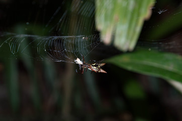 spider eating