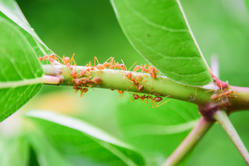 Group of fire ant on branch in nature green background, Life cycle