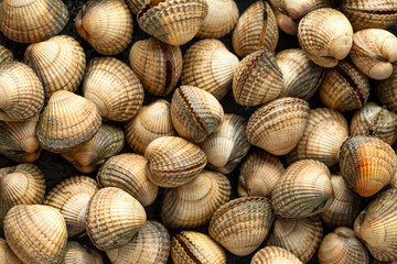 Fresh raw cockle molluscs in heart-shaped shells, sea food shellfish on dark background