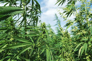 Cannabis hemp field against the sky, legalize concept