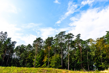 Fototapeta premium Polish wild forest - Slowinski National Park, Poland