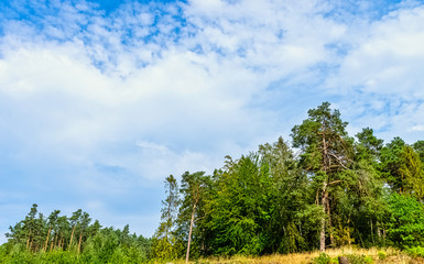 Fototapeta premium Polish wild forest - Kampinos National Park, Poland
