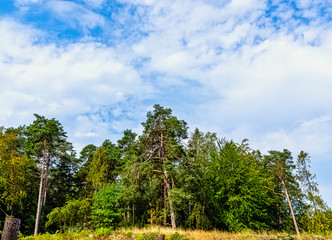 Polish wild forest - Slowinski National Park, Poland