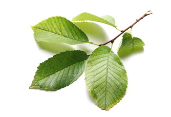 Elm tree leaf, foliage isolated on white background and texture