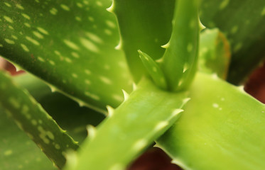 Aloe Vera Leaf