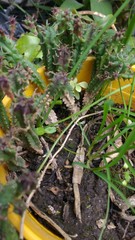 Obraz premium plant in the garden