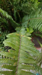 fern in forest