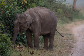 Fototapeta premium Big Tusker family at Jim Corbett National Park