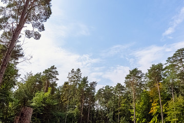 Fototapeta premium Polish wild forest - Slowinski National Park, Poland