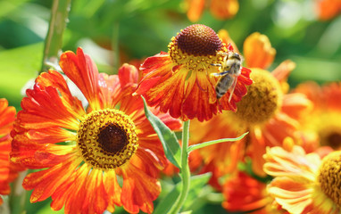 Gaillardia flowers, bright floral background, bee on a flower.