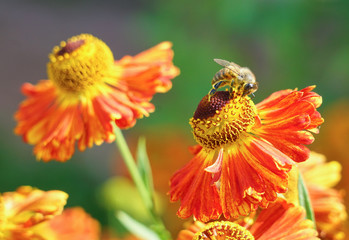 Gaillardia flowers, bright floral background, bee on a flower.