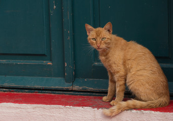 Chat roux en Grèce