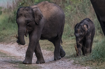 Big Tusker family at Jim Corbett National Park