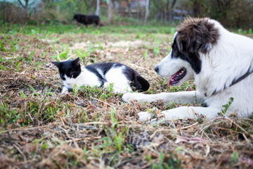 white shepherd dog in the garden playing with cat